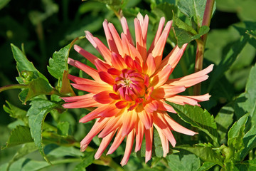 Dahlia flower