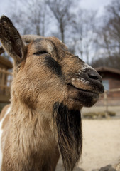 Fototapeta premium Ziege