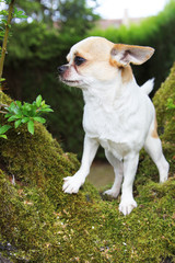 chihuahua