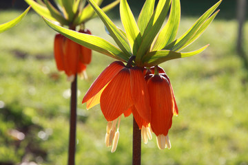 Kaiserkrone