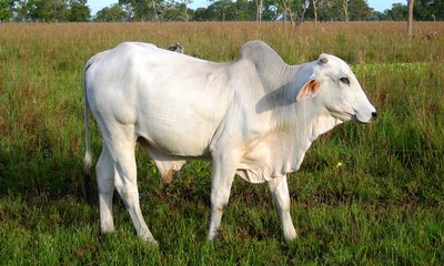 Obraz na płótnie Canvas Brazylijski krowa