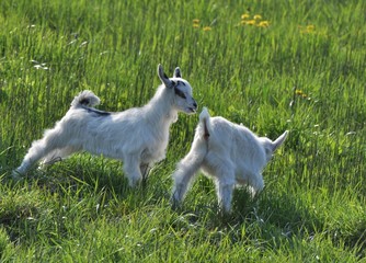 Fototapeta premium chèvres