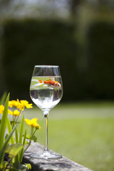 a goldfish in a wine glass