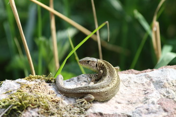 Eidechse auf Felsen