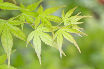 新緑のモミジの葉