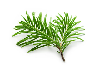 Fir tree branch isolated on white