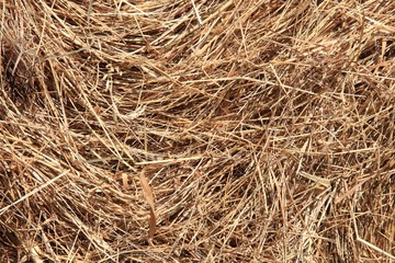 Heu, Trockenfutter, Heuboden, Trockengras