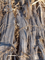 Holzstruktur