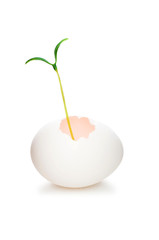 New life concept with seedling and egg on white