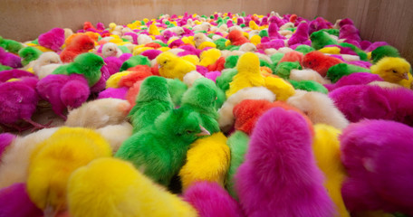 Hundreds of newborn chickens of different colors