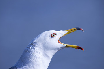 大きな声で海猫が鳴く