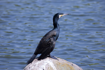 石で休憩するカワウ