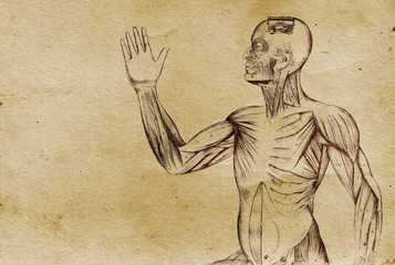 Fototapeta na wymiar Ilustracja ciała Anatomy (od końca 1800)