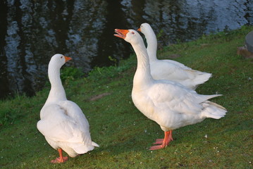 Gänse