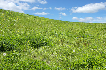 Fototapeta na wymiar Spring green grass field and blue sky