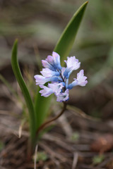 wild spring hyacinths