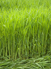 wheat field close up