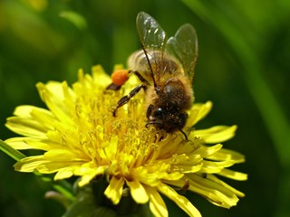 Bee on dandelion flower