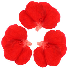 Red flower petals