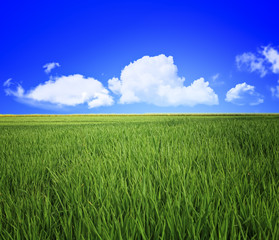 Fototapeta premium grass field and sky