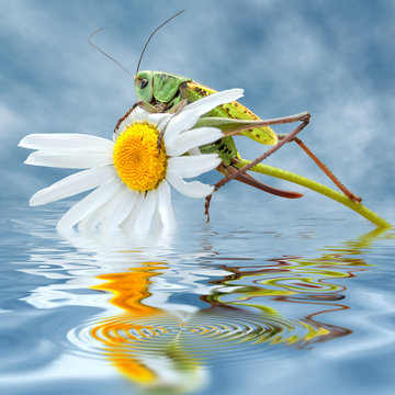 Sauterelle sur une marguerite au dessus de l'eau