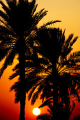 Fototapeta na wymiar Sunset Behind Palm Trees