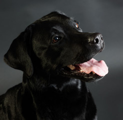 Black retriever dog