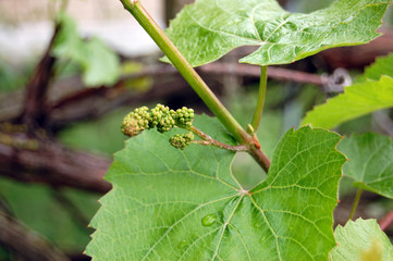 Цветущая виноградная лоза