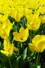 Meadow of yellow tulips