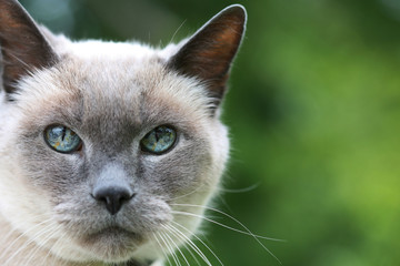 Blue Eyed Cat On Green