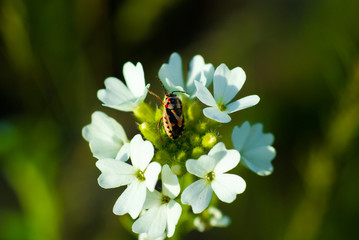 insect on the flower