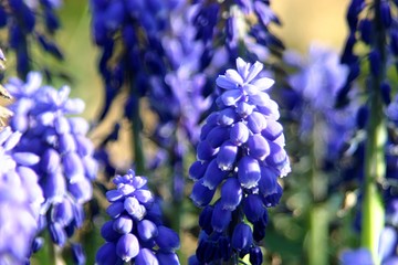 Traubenhyazinthen (Muscari)