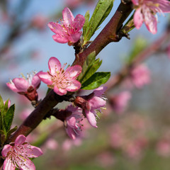 Peach tree blossoms