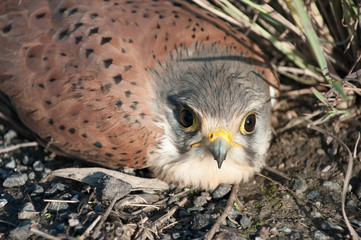Young Buzzard