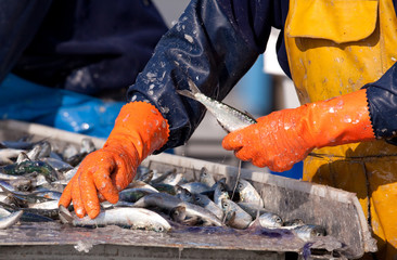 sardine pêcheur ciré criée tri marin port poisson pêcher - obrazy, fototapety, plakaty