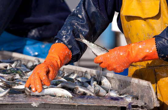 Fototapeta sardine pêcheur ciré criée tri marin port poisson pêcher