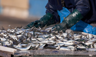 sardine poisson pêche marin pêcherie trier bretagne marin mer po