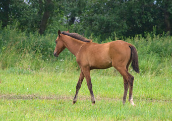 Brown foal