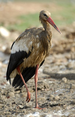 Cigüeña blanca sucia