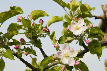 blühender Apfelbaum