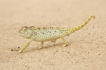 Namaqua Chamäleon in der Namib