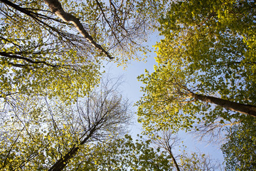 crown of tree with colorful leaves