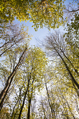 crown of tree with colorful leaves