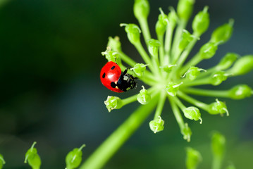 ledybird on the plant