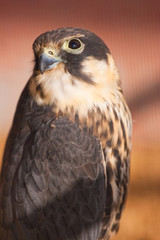 falcon