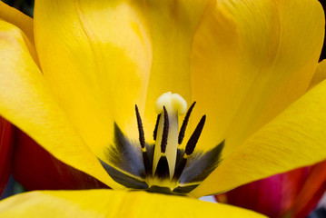 Yellow tulip with red tulips on the background