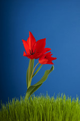 Red tulip blossoming on blue background