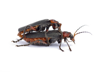 Soldier beetles (Cantharis versicolora), mating
