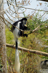 singe colobe perché