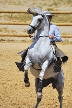 Jinete andaluz
